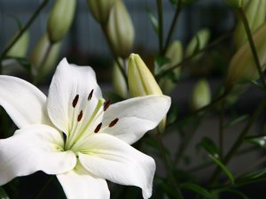 Leliemiddag Andijk 2026